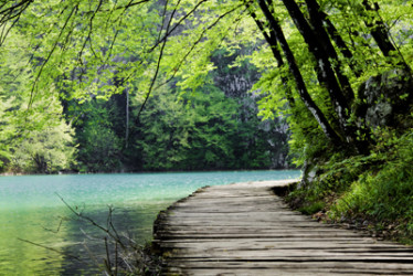Wooden path near a forest lake